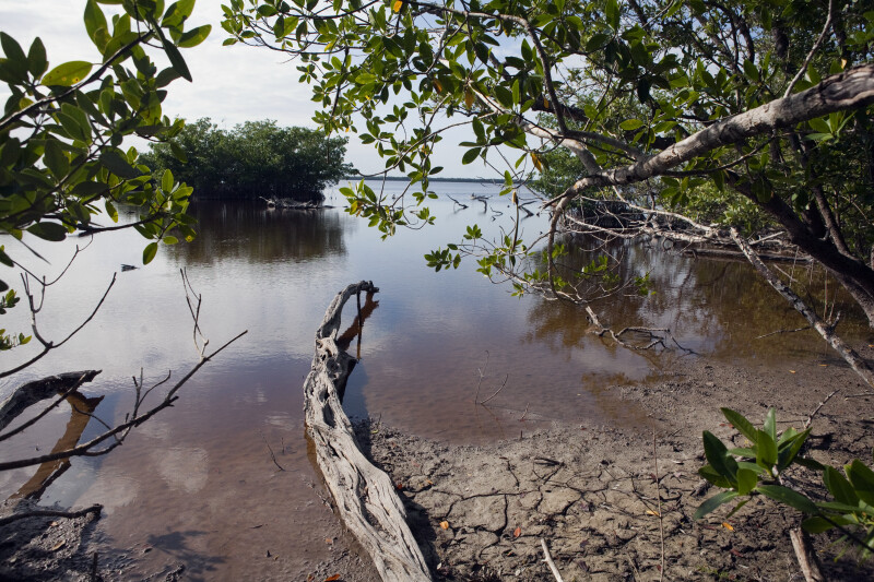 Bear Lake, with Mangroves and Log