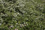 Bearberry Cotoneaster "Skogholm"