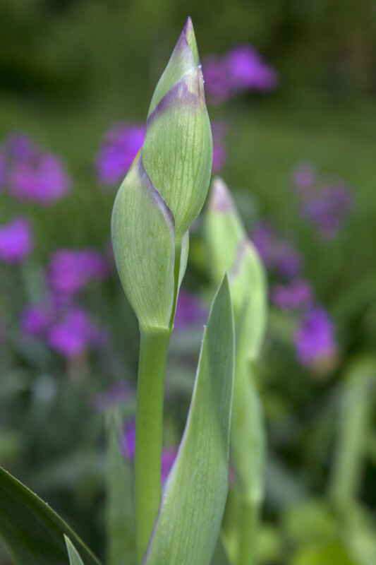 Bearded Iris Flower Bud