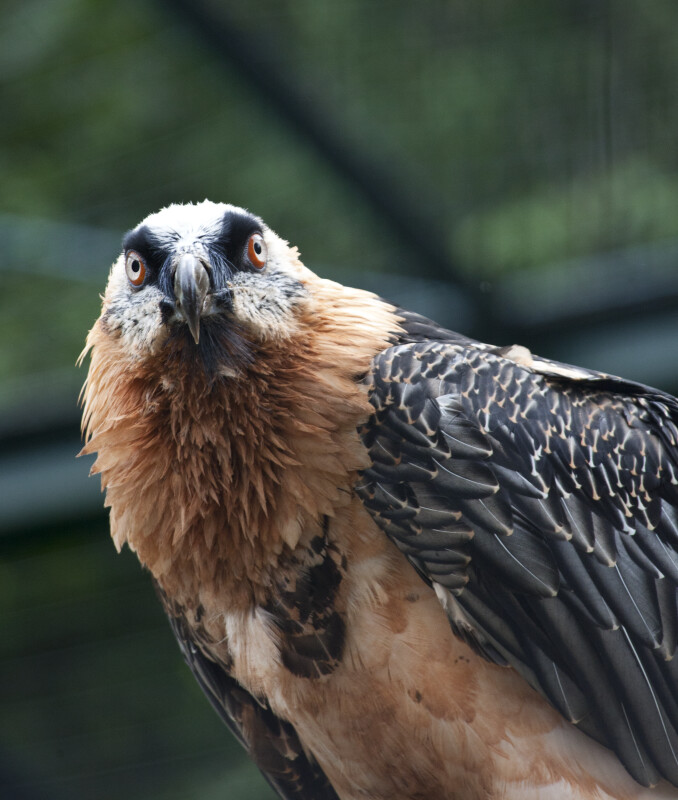 Bearded Vulture Detail