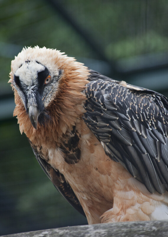 Bearded Vulture Looking Down