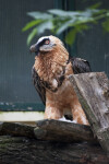 Bearded Vulture Looking to Side