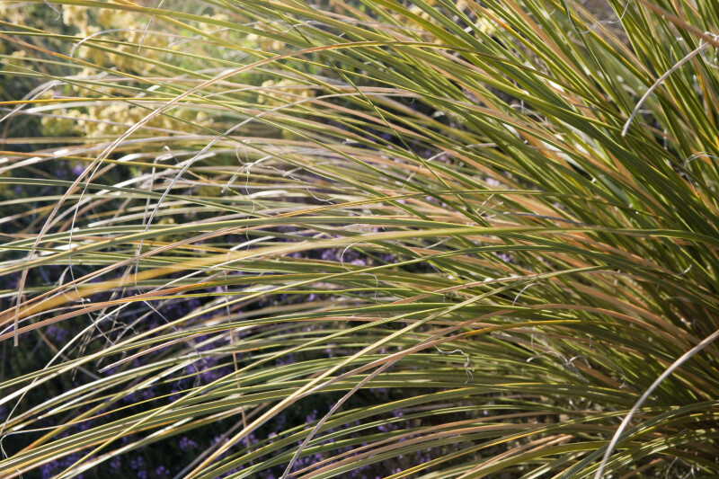 Beargrass Detail