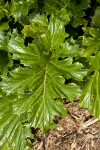 Bear's Breech Green Leaf