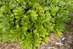 Bear's Breech Leaves Shining in the Sun