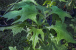 Bear's Paw Leaves