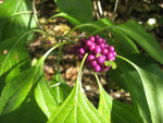 Beautyberries