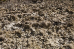 Bed of Dried Coral at Biscayne National Park