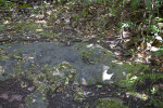 Bedrock Along the Gumbo Limbo Trail