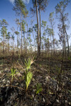 Bedrock and Saw Palmettos