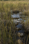 Bedrock at Everglades National Park