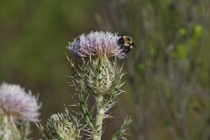 Bee Attached to Horrible Thistle