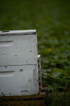 Bee Box