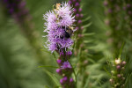 Bee Gathering Pollen