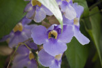 Bee in a Sky Vine Flower