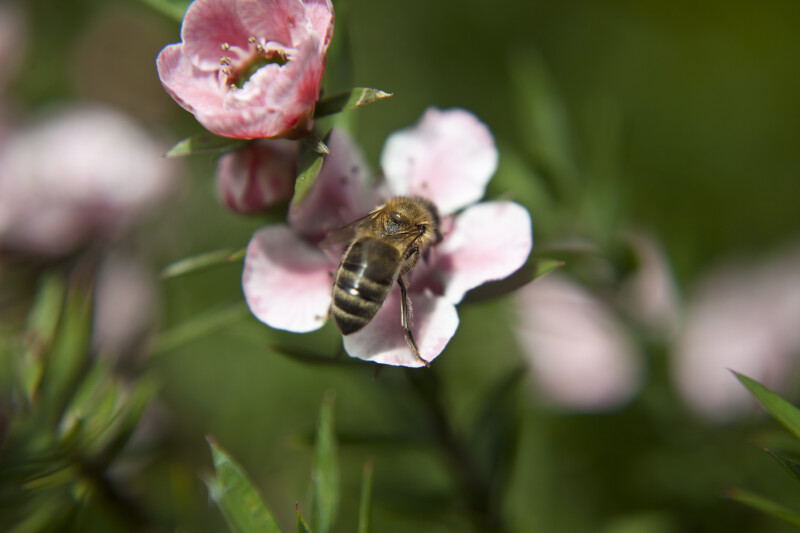 Bee on a Leptospermum Flower