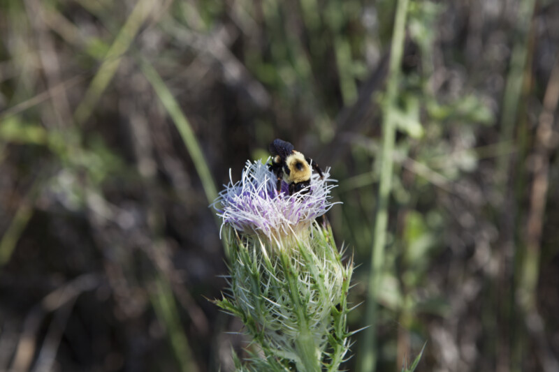 Bee on Flower of Horrible Thistle
