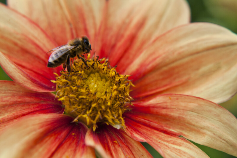 Bee on Hybrid Dahlia