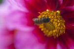 Bee on Libelle Dahlia