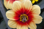 Bee on "Mignon Sunshine" Dahlia Flower