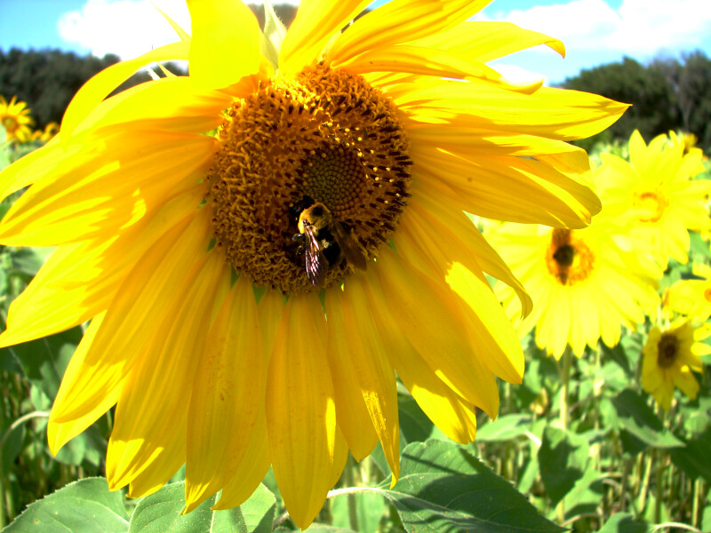 Bee on the Sunflower