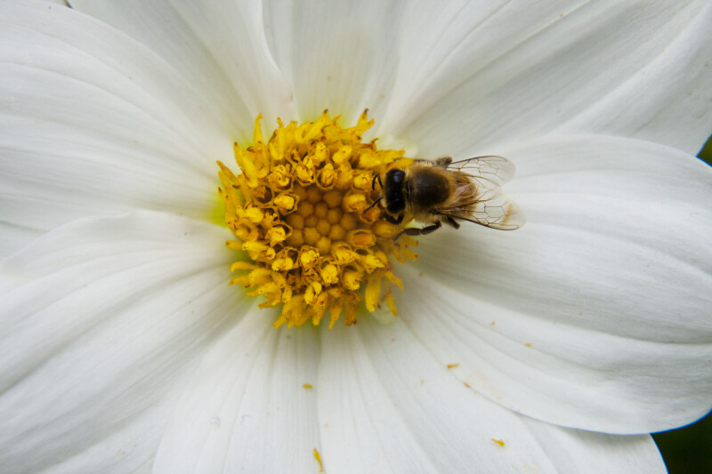 Bee on White Dahlia Flower