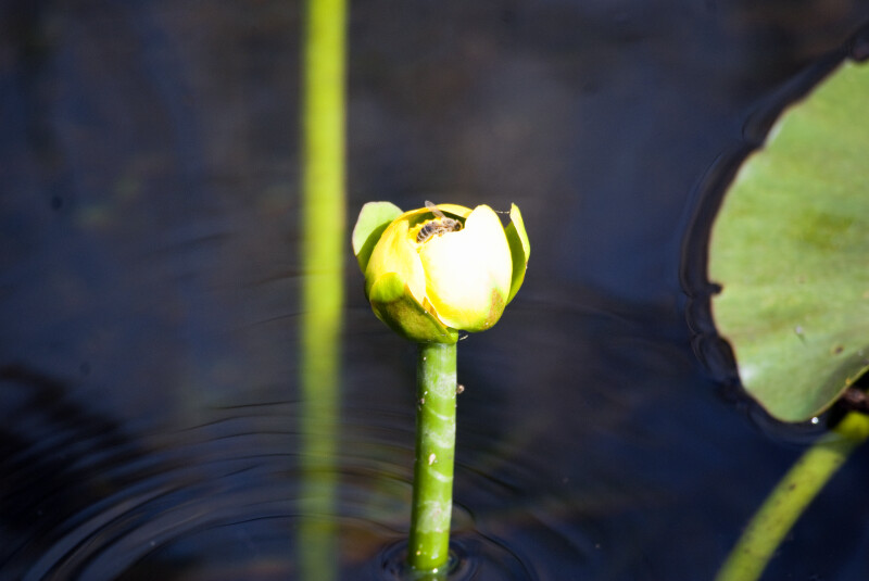 Bee on Yellow Pond Lilly