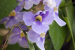 Bee Pollinating a Sky Vine