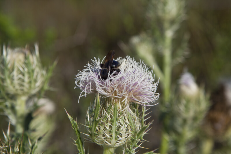 Bee Searching for Nectar in Horrible Thistle Flower