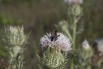 Bee with Black Coloring Pollinating Horrible Thistle Flower