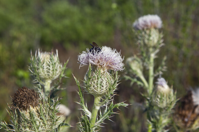Bee with Black Wings Nestled in a Horrible Thistle