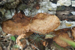 Beefsteak Polypore on Log