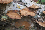 Beefsteak Polypore on Side of Log