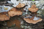 Beefsteak Polypore