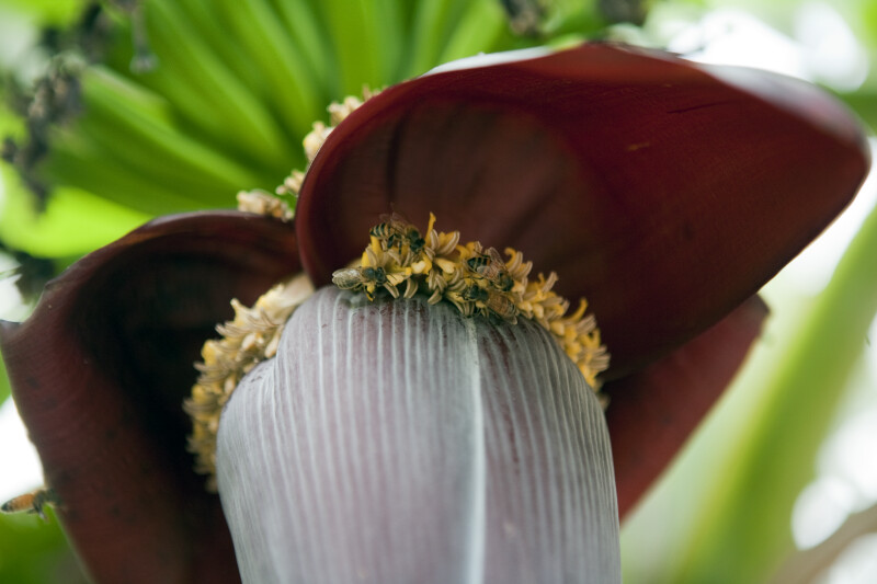 Bees and Banana Flower