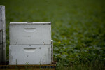Bees Around Box
