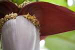 Bees Pollinating Banana Plants