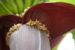 Bees Pollinating Flower