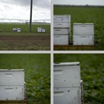 Bees photographs