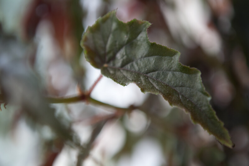 Begonia Ginny Leaf