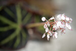 Begonia Soli-Mutata Flower