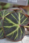 Begonia Soli-Mutata Leaf