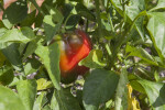 Bell Pepper Growing on a Plant