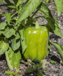 Bell Pepper Hanging From a Plant
