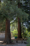 Bench Between Two Trees at the Sacramento Zoo