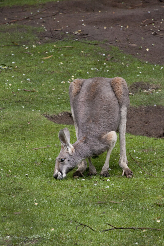 Bending Kangaroo