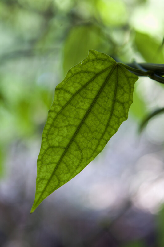 Bengal Creeper Leaf