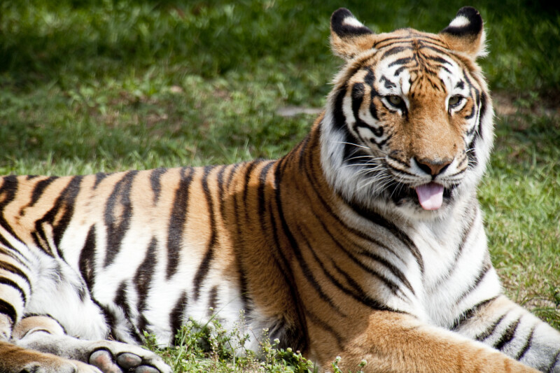 Bengal Tiger in Grass | ClipPix ETC: Educational Photos for Students ...