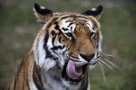 Bengal Tiger Licking
