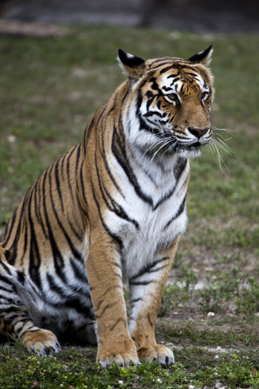 Bengal Tiger Sitting